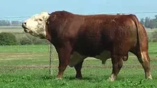 Cabaña Santa Lucía - Pelé Polled Hereford