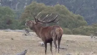 Australia Hunting Raptor Ridge Hunts 2015