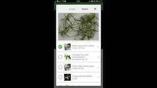 How to identify Brittle waternymph or Najas minor with PlantSnap