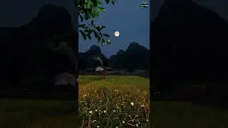 Beautiful Relaxation Music 