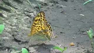 Бабочка. Перламутровка большая лесная. Самец и самка ( Argynnis paphia )
