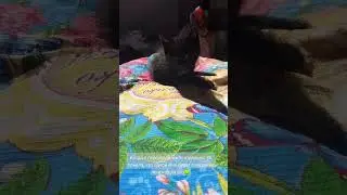 Наша история любви с Маршалом #котики #cat #cats #love #animals #history #кот
