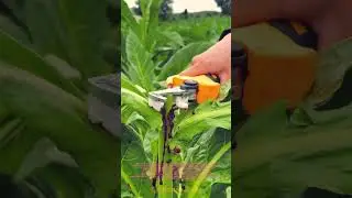 Pruning Techniques for Virus Prevention in Agricultural Cultivation#shorts