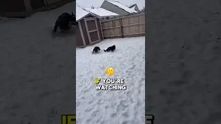 Счастливого воскресенья! Снег не остановил моих собак 🤣🤣