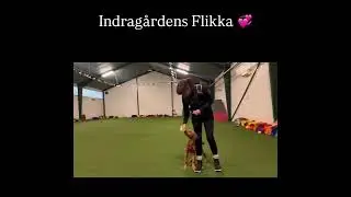 Flikka, 16 weeks old. Puppy heelwork training