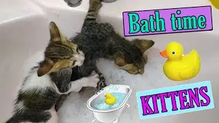 First Bath for street kitten | kitten bath time | kelly and kitty first bath