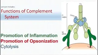 Basic functions of complement system | What is Opsonization?