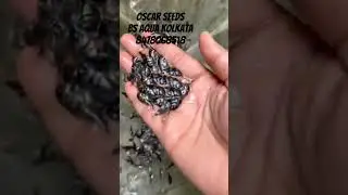 Oscar fish breeding farm in Kolkata #kolathuraquarium #recentaquariumfish #keralaaquarium