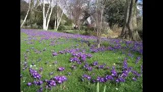 Plant a smile! planting Crocus bulbs in autumn / fall