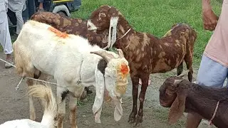 05.8.25 dehradun Bakra Mandi ki video ❤️