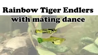 Rainbow Tiger Endlers - Males chasing female and mating dance