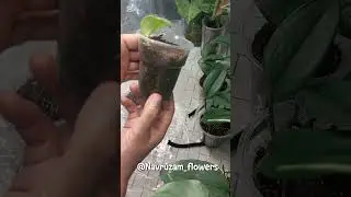 Голланд Стендапсус Мунлайт гулимни натижаси.