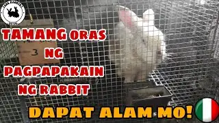 TAMANG ORAS NG PAGPAPAKAIN NG RABBIT | How often you feed your rabbit | Rabbit farming Philippines