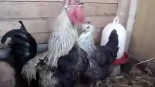 Cock-doodle-doo Rooster Crowing Alarm Clock