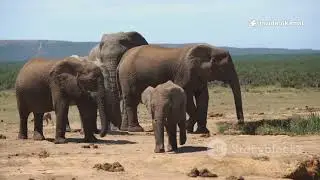 Elephant Birth Documentary | From Mating to Baby Elephant/ අලි පැටියෙකු බිහිවෙන හැටි/ #elephant