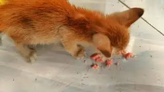 Kucing jalanan 🥺 #kucingjalanan #straycat #feedingcats 