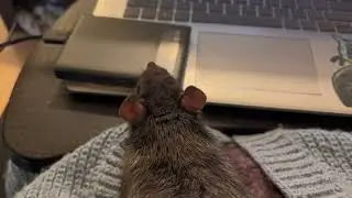 Scritches! #rats #rat #ratsofyoutube #petrats #pets #fancyrats #ratlove #cute