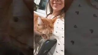 Clingy cats #cats #catsruletheworld #catmania #gingercats #mygingerkittens