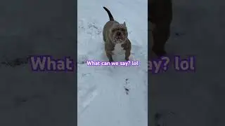 #dog #microbullies #doglife #snow #play #puppy #life #americanbully #pitbull #pets #happy
