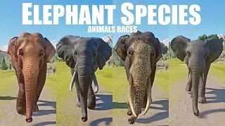 Elephant Species Animals Races in Planet Zoo in 4K UHD included Sri Lankan Elephant etc