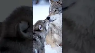 Snowy Kisses: Baby Wolf Falls in Love Again 🐺❄️❤️