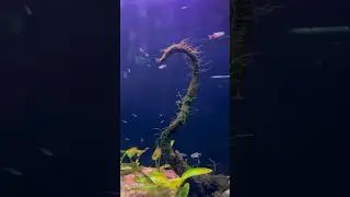 Fish aquarium at malampuzha 🐠#malambuzha #fish #fishing #travel #trending #palakkad #live #love