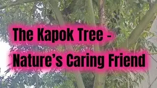 Kapok tree,Silk tree, Ceiba pentandra 