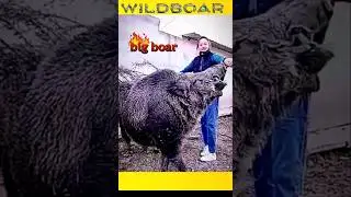 world's big wild boar #pigs #animal #viral
