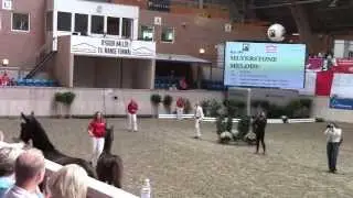Presentation of dressage colt by Sezuan by Elite foal