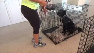 How to start a calm dog walk - Step 1 - Getting out of the crate