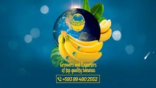 Banabay the best banana exporter in  Ecuador