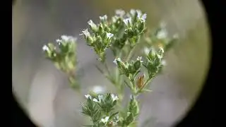 Pulsatilla nuttalliana, Lygodesmia juncea, Chamaerhodos erecta, Cladonia cristatella