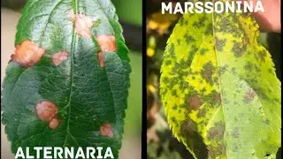 Alternaria / Marssonina Leaf Spot || Premature Leaf Fall || पतझड़ की समस्या ||
