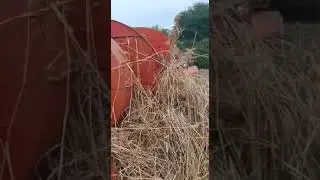 Wheat processing work in interior sindth area