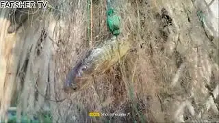 Air Gun & Net Fishing ( Catch & Cook )
