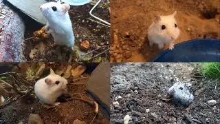 Если хомяки живут в природе (без стрижки)