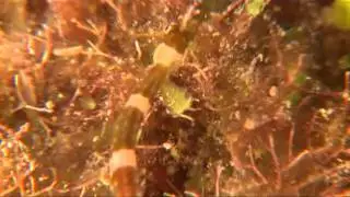 Pipefish on Great Astrolabe Reef, Kadavu, Fiji