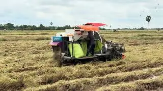 ការច្រូតកាត់ដោយប្រើម៉ាស៊ីនច្រូតស្រូវគូបូតា  Harvest workers Harvest rice   @laipholla  