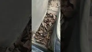 Projeto restaura&ccedil;&atilde;o d&oacute; corcel II parte 1