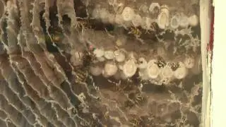 Wespen in nest (Vespiary) Dolichovespula sylvestris