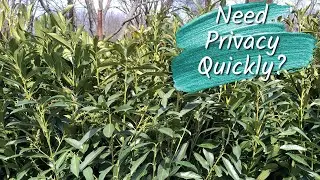 Skip Laurels! Deer Resistant Evergreen Shrub