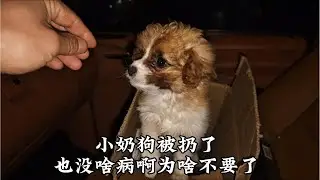 在医院陪孩子治病呢，这还能救个小奶狗，没病没灾的为啥不要了呢