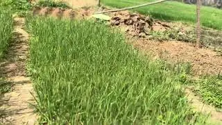 This was farmed by me in my village #farmer  #villagelife #traindingvideo #travelvlog #vlog #vlogger