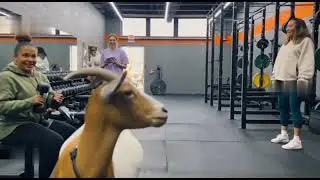 Когда спортзал превращается в хаос! 🐄💥 | Подборка безумных моментов в спортзале