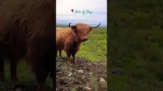 Cute Highland Cow 🏴󠁧󠁢󠁳󠁣󠁴󠁿 #highlandcow #travel #scotland #isleofskye #scottish #nature #heilancoo