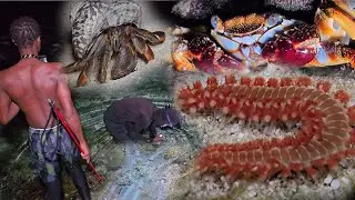 EXPLORING LOW TIDEPOOL 50 MILES OFF JAMAICA COST SEA 40LEG COCONUT CRAB OCTOPUS RAINBOW SPIDER CRAB