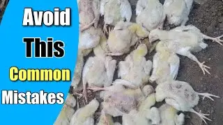 5 Mistakes to Avoid in Broiler Farming  #PoultryBusiness