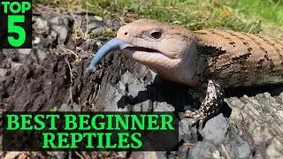 Top 5 Best Beginner Reptiles Part 2