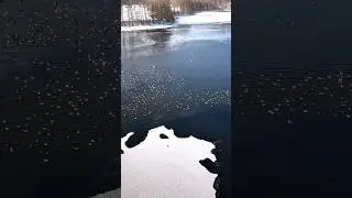 Winter in Poland ❄️ #drone #natura #birds #lake #frozen