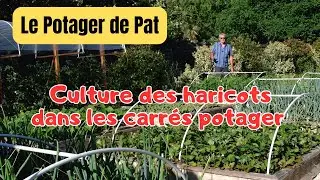Culture des haricots dans les carr&eacute;s potager du semis &agrave; la r&eacute;colte